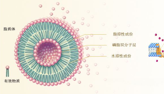 脂质体名词解来自释