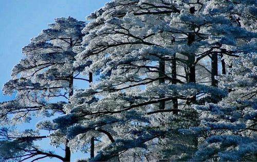 大来自雪压青松，青松挺且直.要知松高洁，待到雪化时.这首诗是什么意思