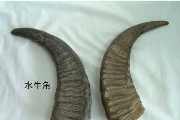 犀牛温势团亮火角和水牛角的区别是什么?