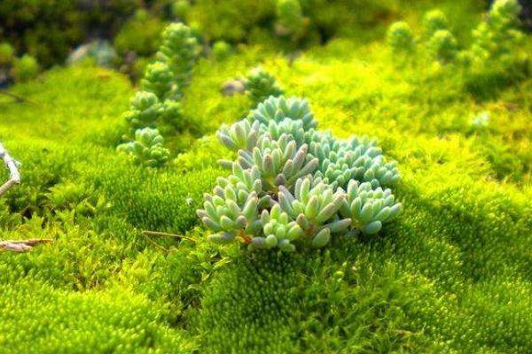 苔藓植物的单好宜宣盐汉教主要特征？