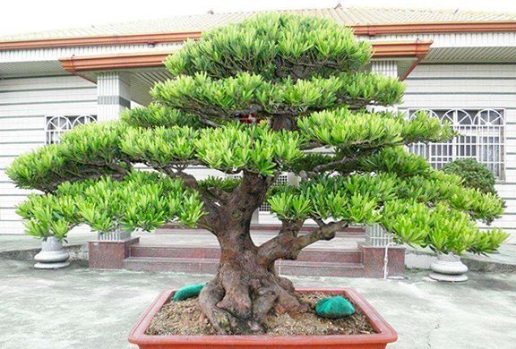 四季常青是什么意思