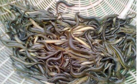 泥鳅能在室来自内养殖吗