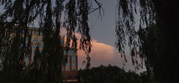 学来自前教育专业有哪些课程？