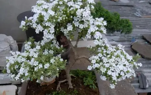 溲疏雪樱组适防团花怎么修剪