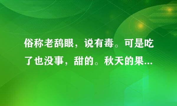 俗称老鸹眼，说有毒。可是吃了也没事，甜的。秋天的果实就是这样，是啥植物