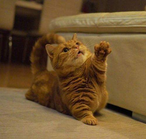 猫猫拳来自日语怎么说