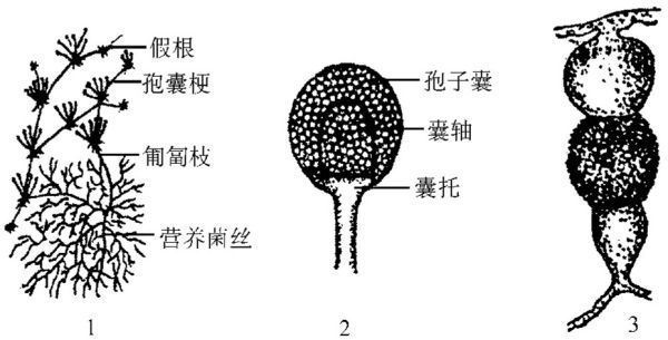 根霉有何特征？怎样防治？