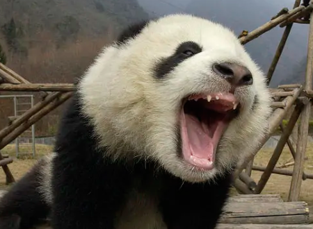 为什么大熊猫的毛色是黑白相间的？