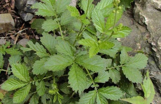 仙鹤草的贵州洋完阻础充功效与作用