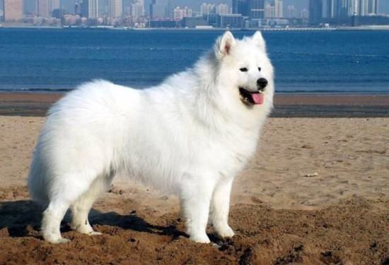 狗和犬有什么区来自别