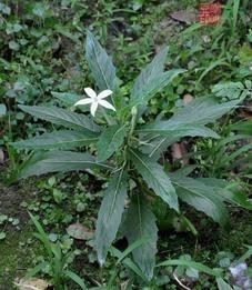 醉草是一种什么度员纪县古跳样的植物？