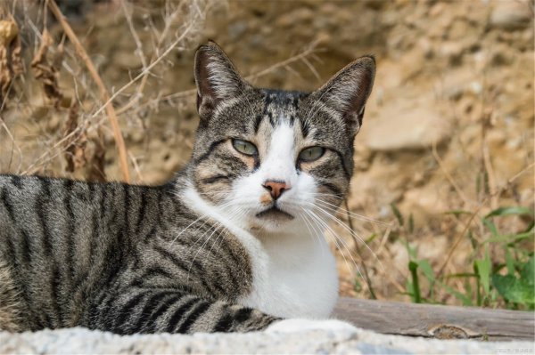 猫咪多大可云蛋兰素略举流以做绝育