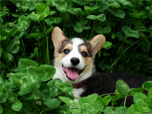 柯基犬的训练 犬喜欢这样的方式