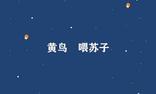 黄鸟 喂苏子