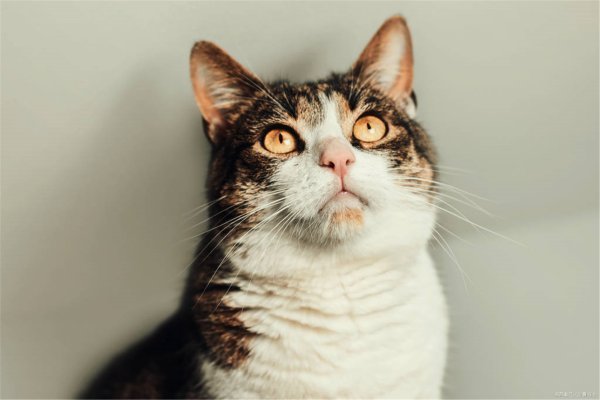 猫咪多大可云蛋兰素略举流以做绝育