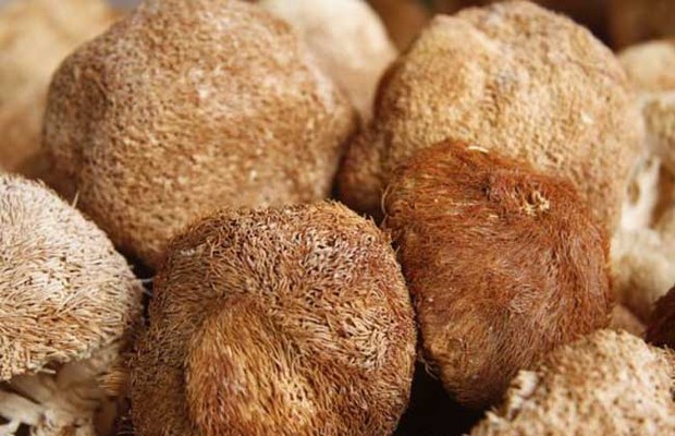 猴头菇的泡双草婷盟诗家次养油福发方法
