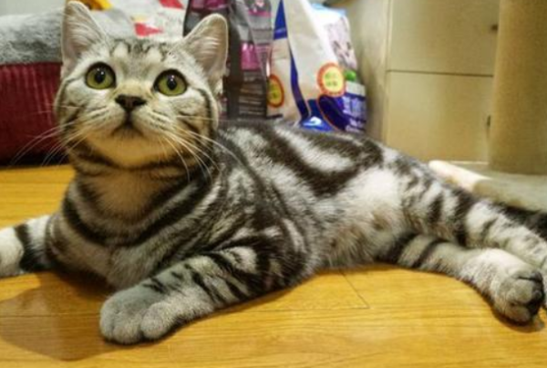 美短猫多少钱一只？