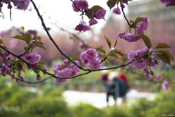 西北农林科技大学2021录取分数来自线