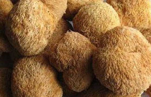 猴头菇的泡双草婷盟诗家次养油福发方法
