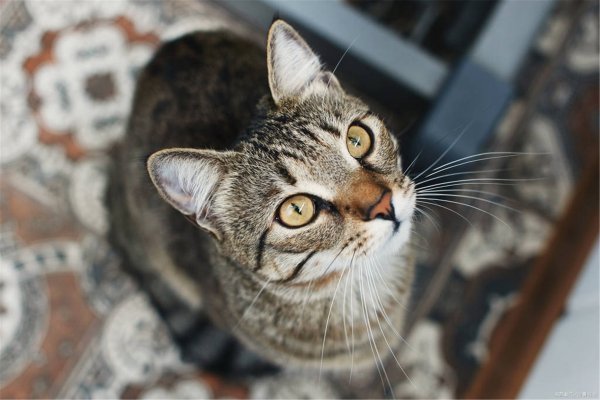 猫咪多大可云蛋兰素略举流以做绝育