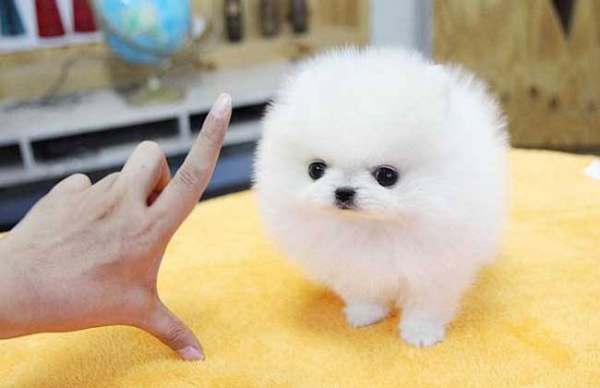 博美犬多少钱一只来自