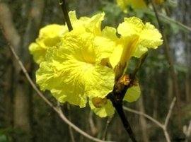黄来自色花的名字都有哪些
