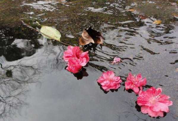 落花有意流水无情是什么意思