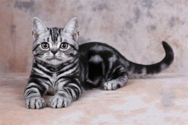 虎里斑猫和狸花猫有什么区别