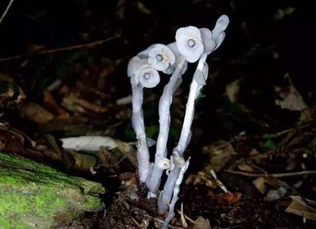 冥界四花，分别来自是哪四个？