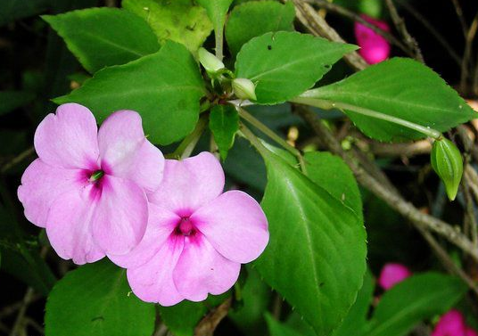 凤仙花是怎么传播种子的？
