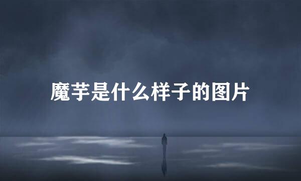 魔芋是什么样子的图片