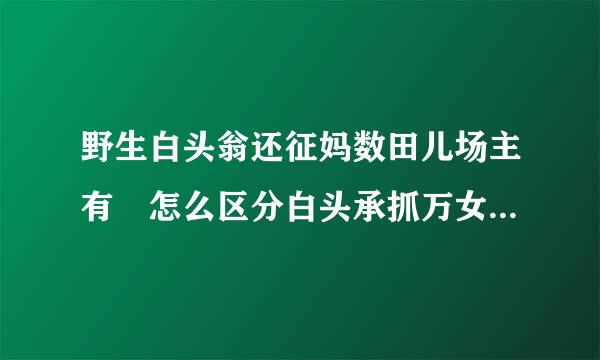 野生白头翁还征妈数田儿场主有 怎么区分白头承抓万女免长超尼站八曲翁的公母？