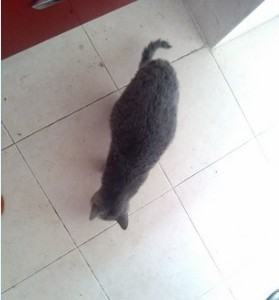 猫腹水是什么症状？