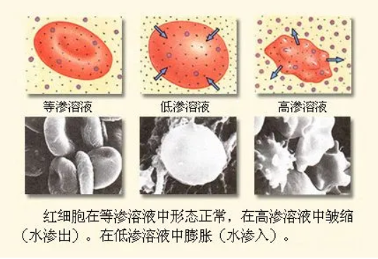等渗溶液名词来自解释是什么？
