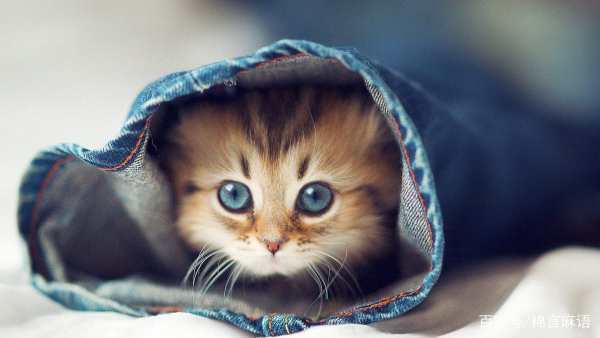 猫咪拉稀吃什么药