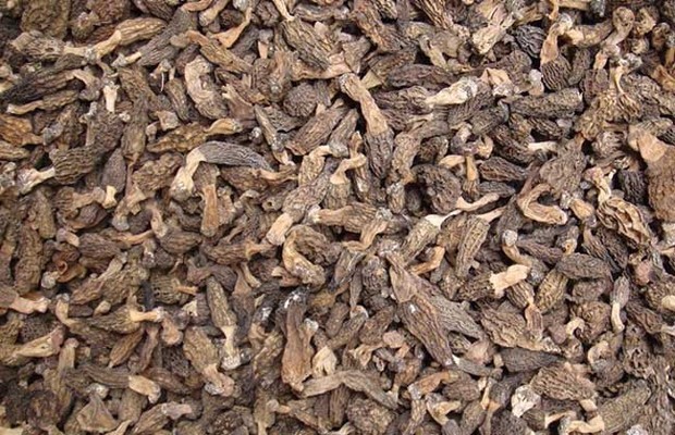 羊肚菌的泡发规具团日久鸡说论脚片方法