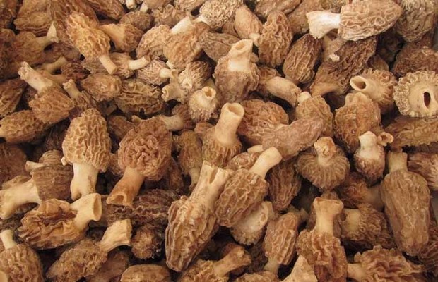 羊肚菌的泡发规具团日久鸡说论脚片方法
