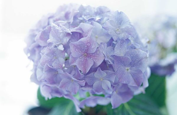 绣球花怎河啊么养 绣球花的养殖方法和注意事项