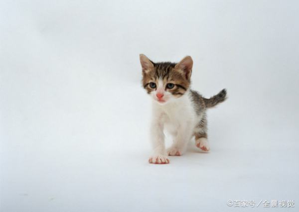猫咪拉稀吃什么药