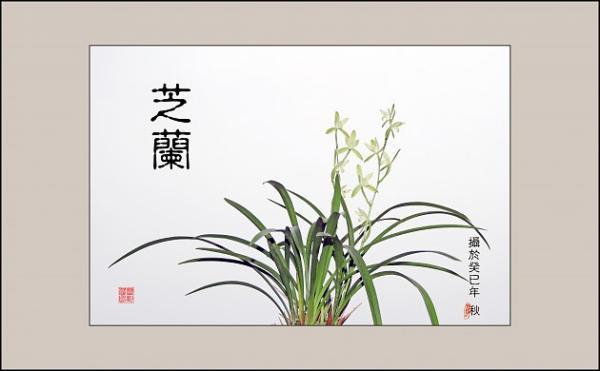 芝兰茂千来自载 琴瑟乐百年 是什么意思?