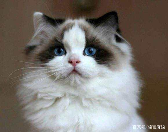 猫咪拉稀吃什么药
