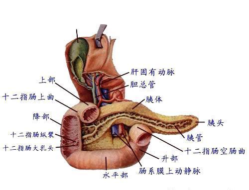 胰脏的位置结构