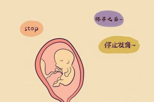 胚胎停育的原因