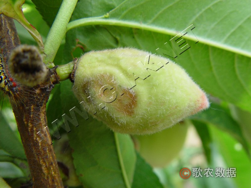桃缩叶病的病原物