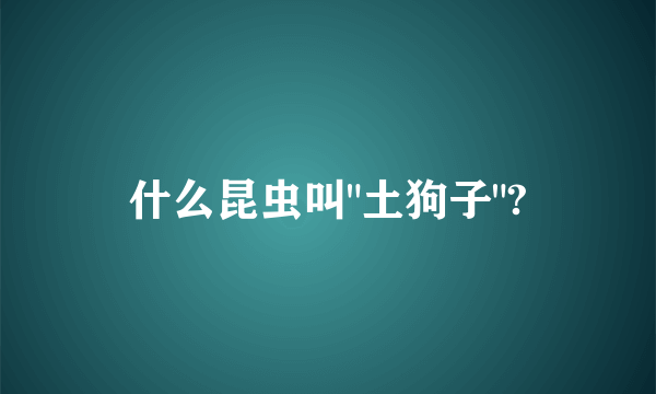 什么昆虫叫