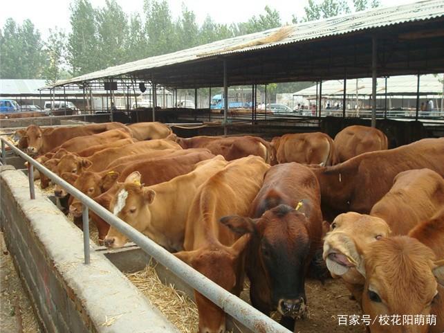 养牛的前景如何？养牛都有哪些风险呢？