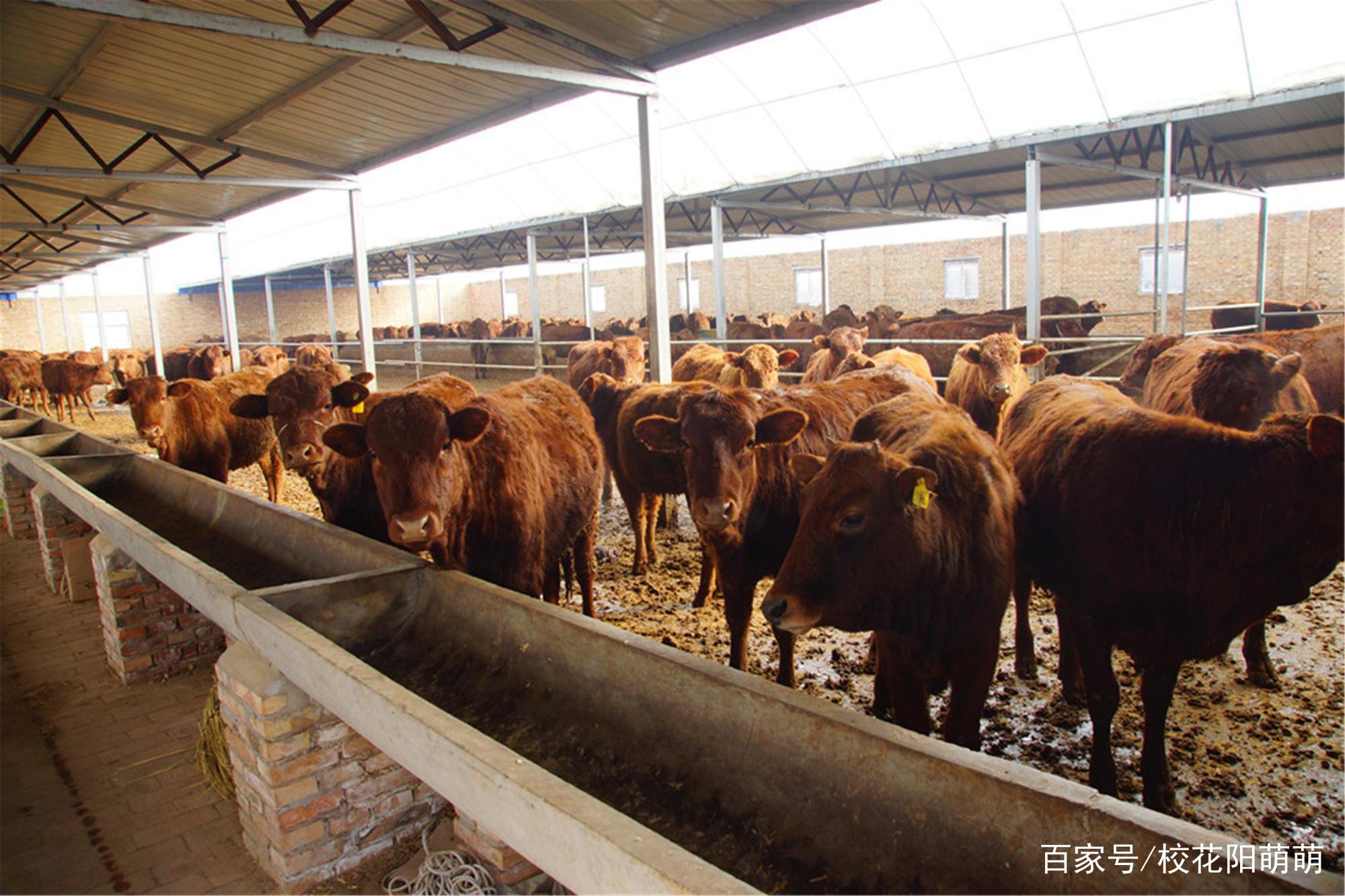 养牛的前景如何？养牛都有哪些风险呢？