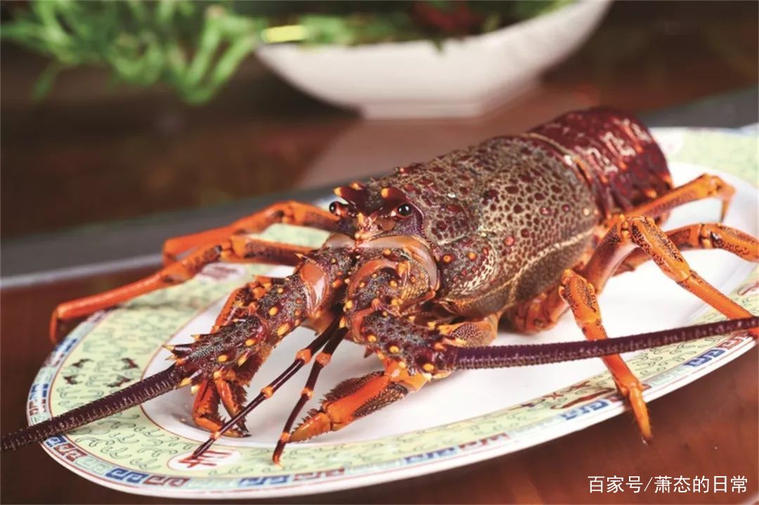 青龙虾和红龙虾，这两者有什么区别呢？
