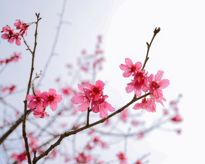 《朝花夕拾》小引的主要内容