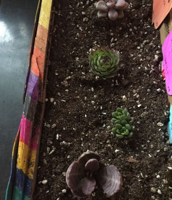 花的营养土是怎么用的